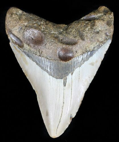 Megalodon Tooth - North Carolina #59122
